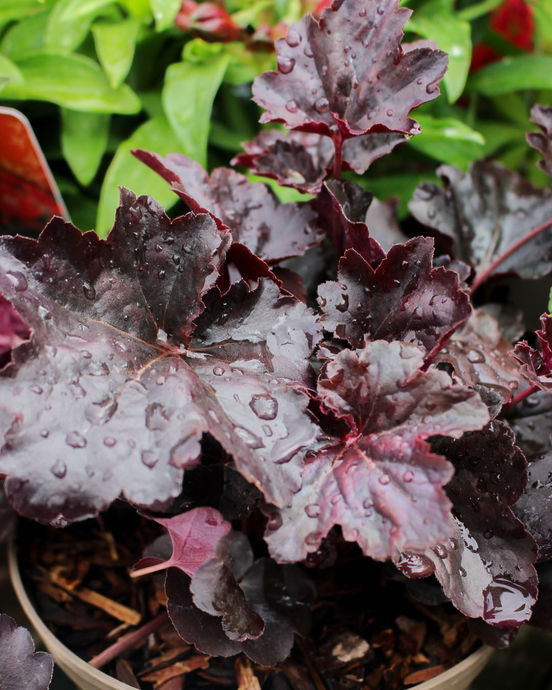 Heuchera 'Obsidian' 2L