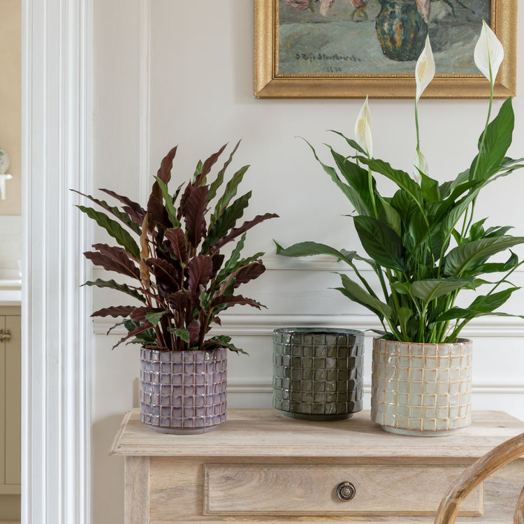 Ivyline Tarah Textured Ivory Glaze Planter