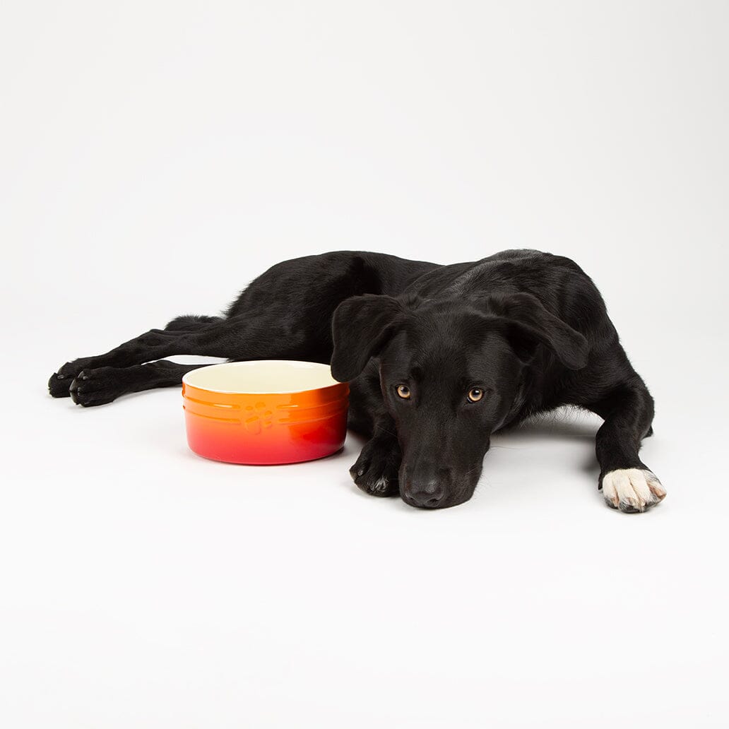 Scruffs Ombre Orange Food Bowl 15cm