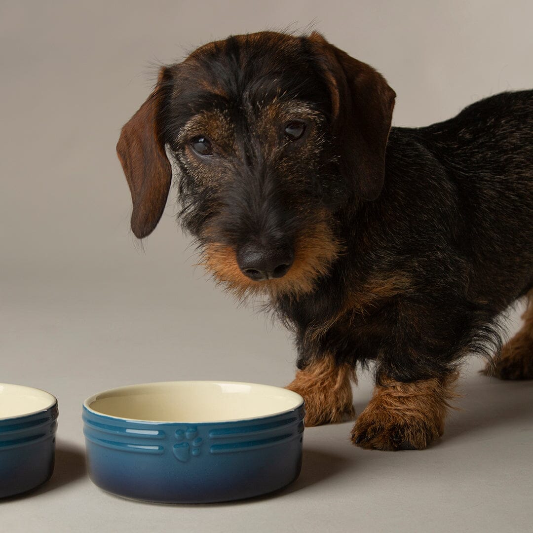 Scruffs Ombre Food Bowl Blue
