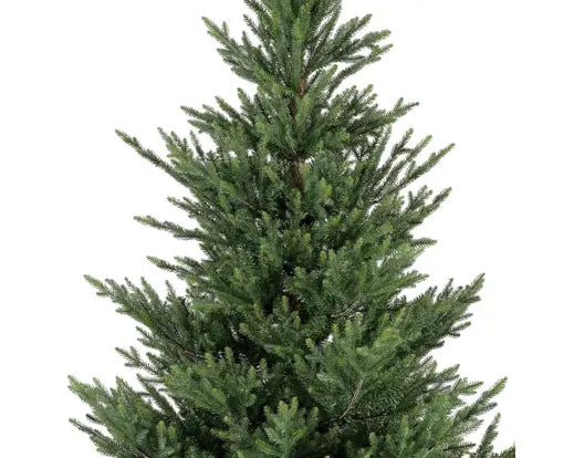 Everlands Norway Spruce Green