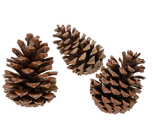 Kaemingk Natural Pinecones 3pk