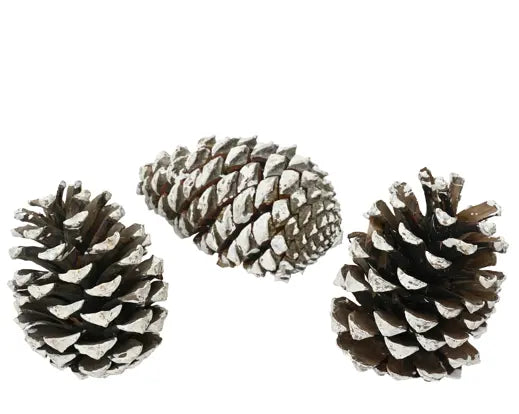 Pinecone Natural White Tips Pack Of 3