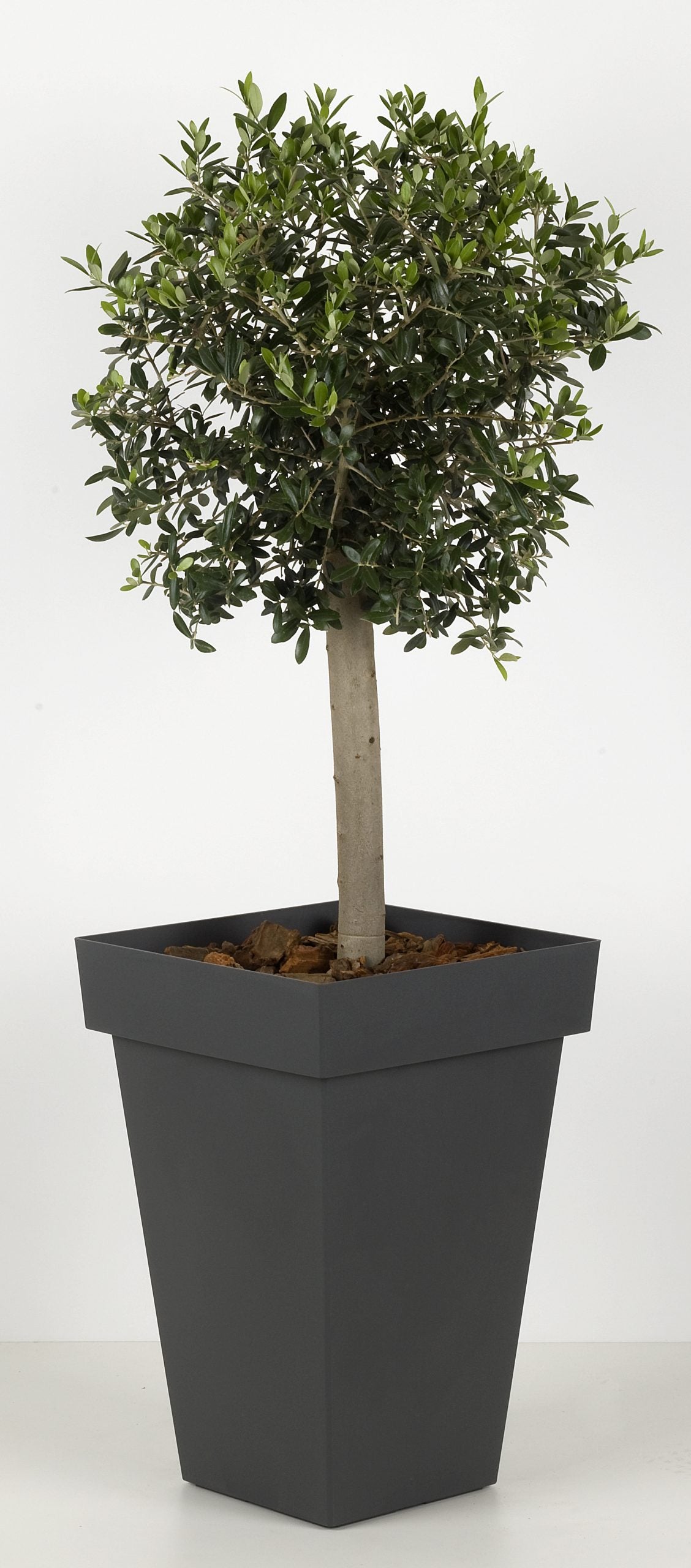 Treadstone Square High Pot Urban Grey