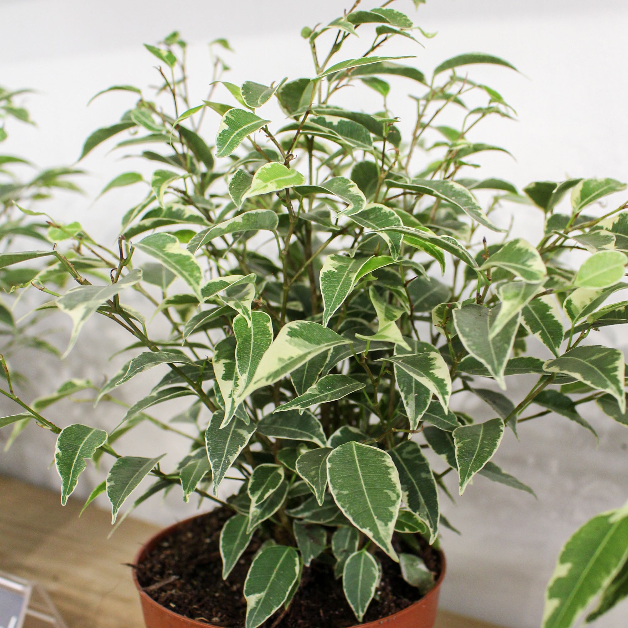 Ficus Benjamina 'Weeping Fig' Kinky 12cm