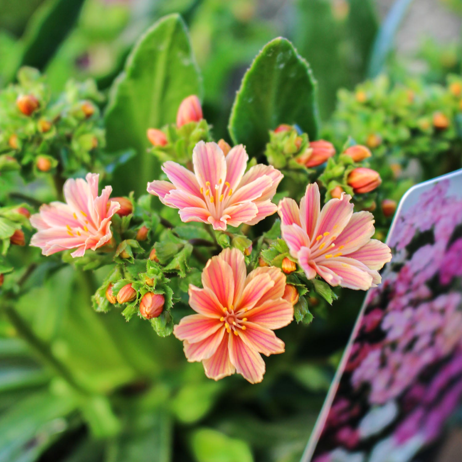 Lewisia Mountain Dreams 17cm