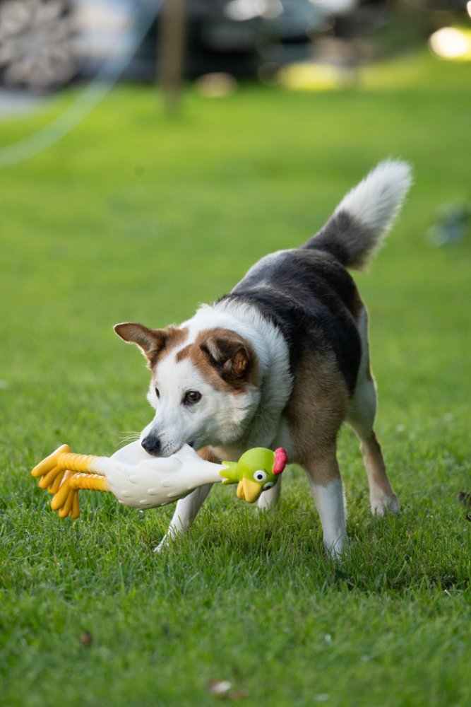 Petface Latex Standing Chicken Dog Toy Large