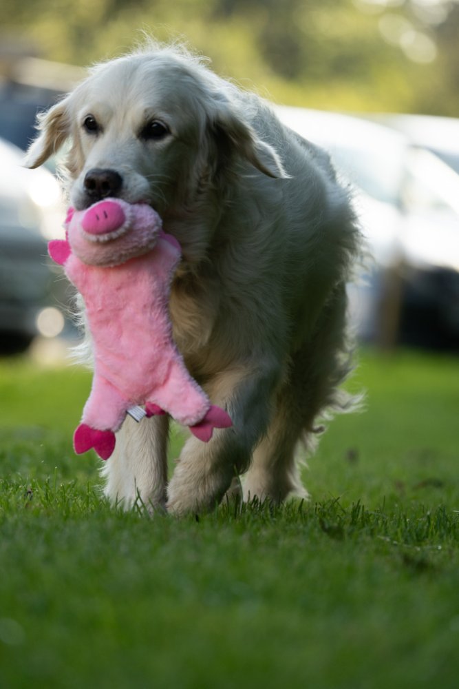 Pet Face Buddies Crinkle Flat Pig Plush Dog Toy