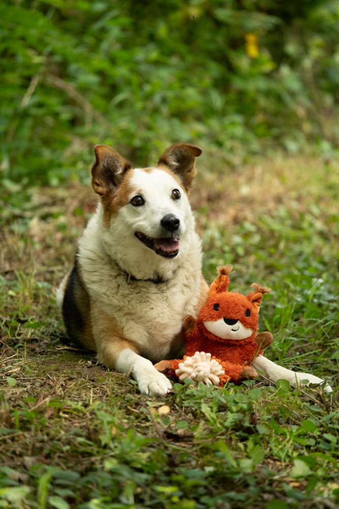 Pet Face Saffia Squirrel Crinkle Dog Toy