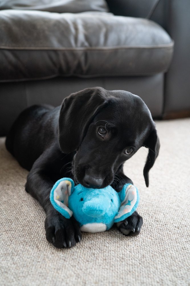 Petface Little Esmee Elephant Ball