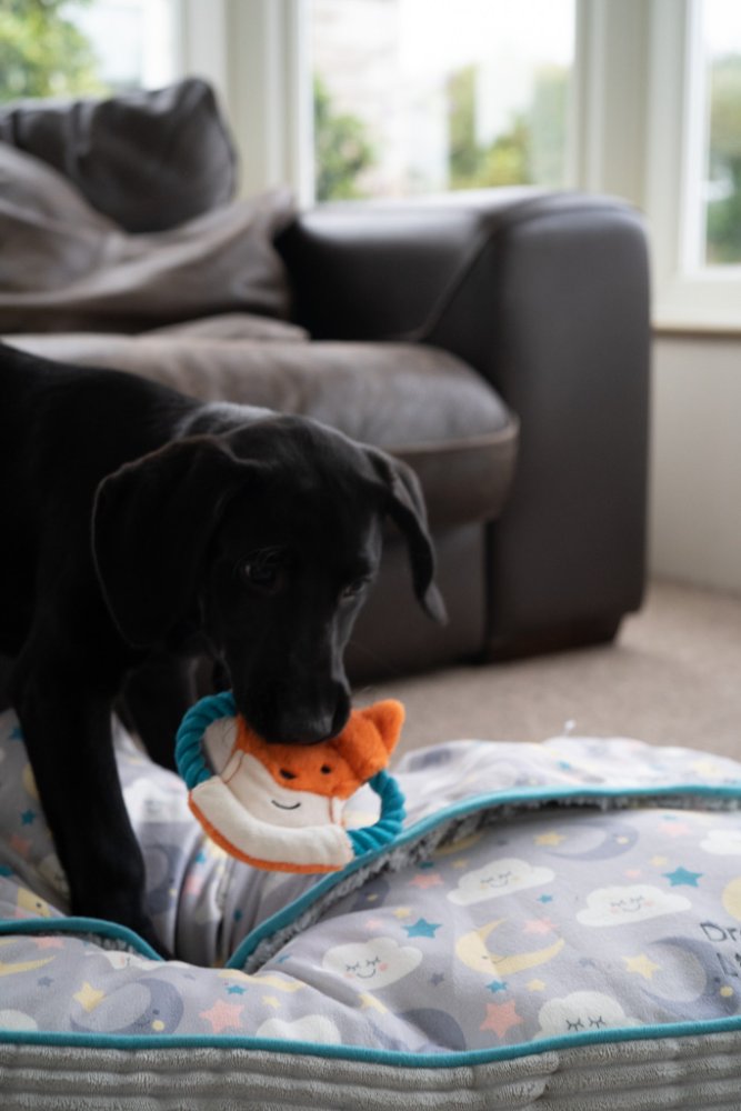 Petface Little Flingy Fox Flyer Dog Toy