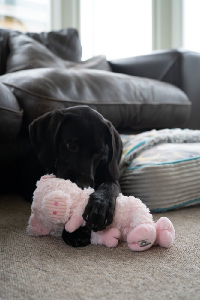 Petface Little Peony Pig Plush Dog Toy