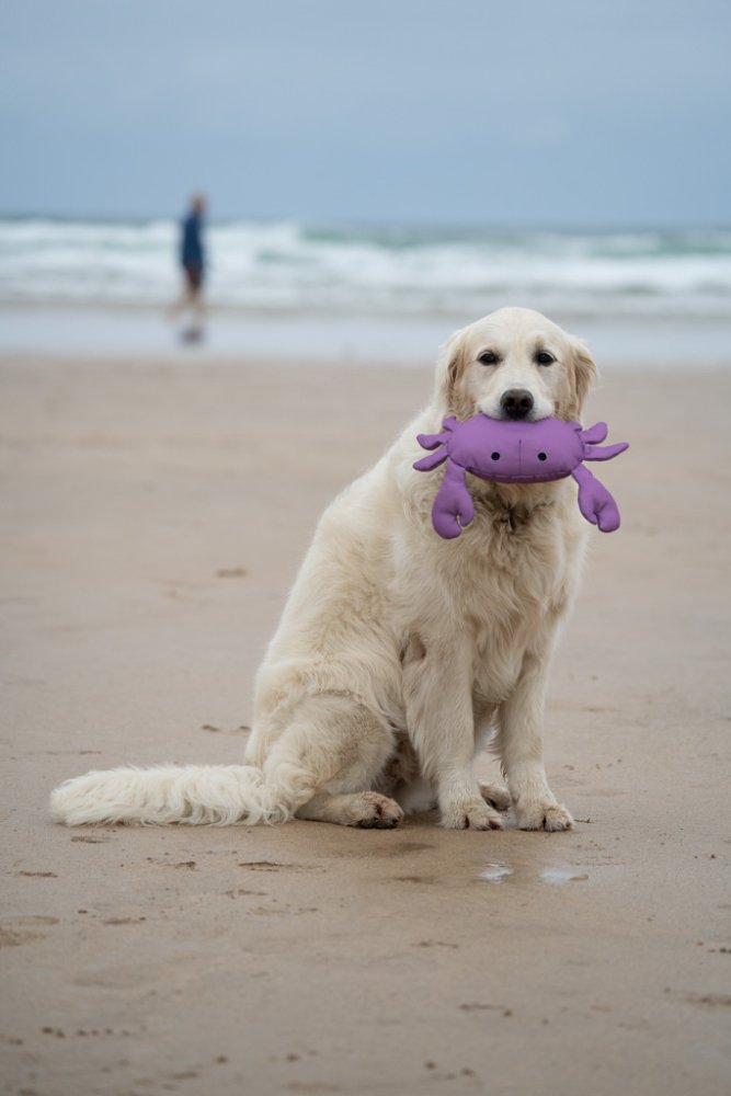 Pet Face Planet Ocean Cycle Callum Crab