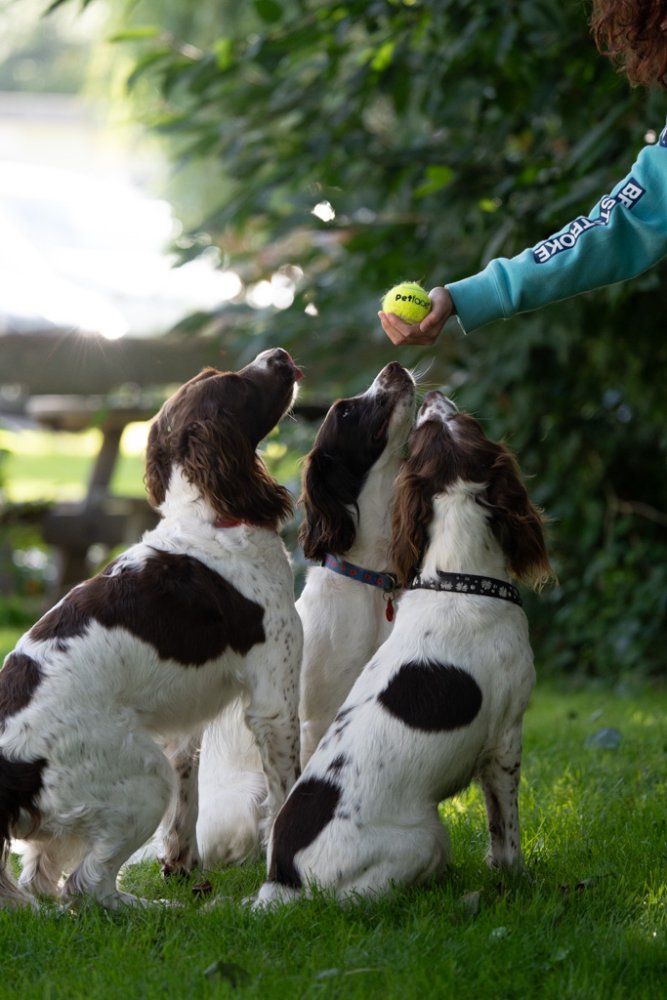Pet Face Tennis Balls Dog Toy