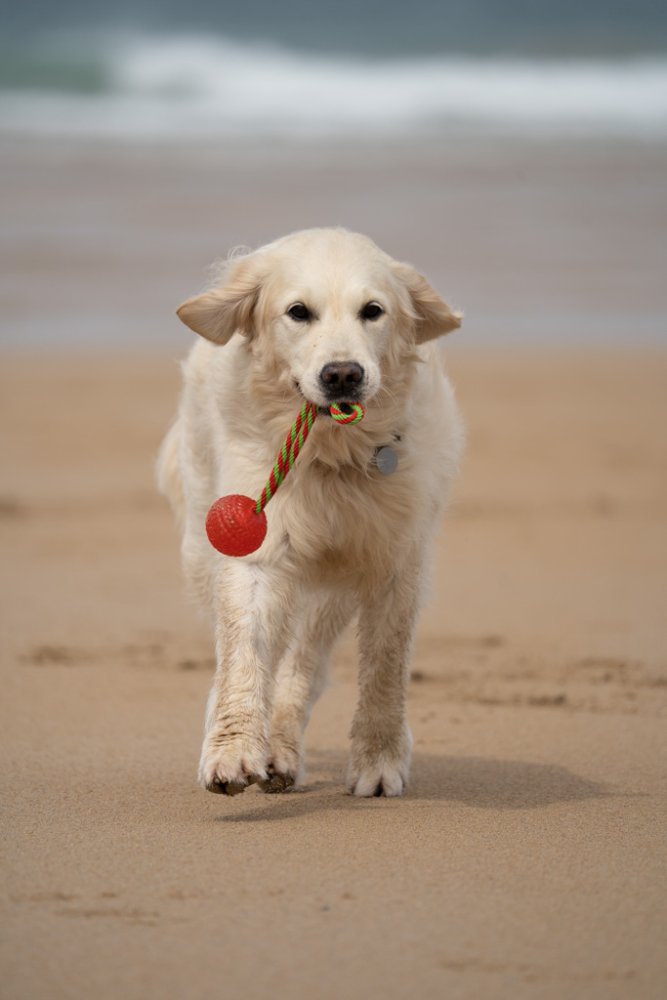 Pet Face Toyz Chew Ball On A Rope Dog Toy Single