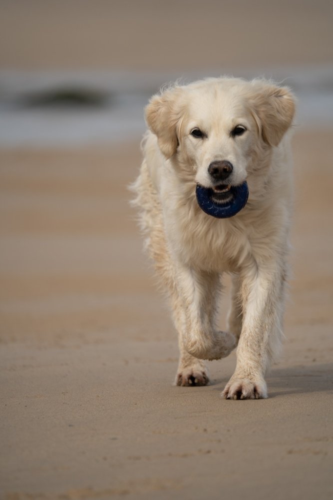 Petface TOYZ Play Ring