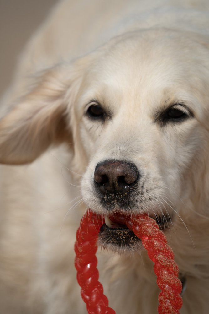 Petface Toyz Twist Ring Dog Toy