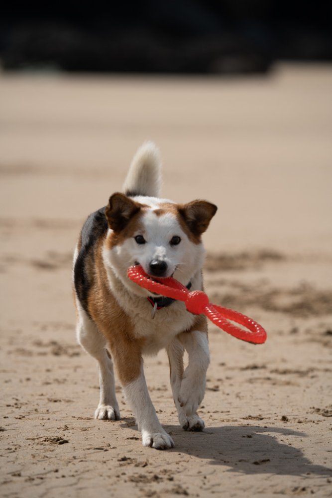 Petface Toyz Twist Tugger Dog Toy