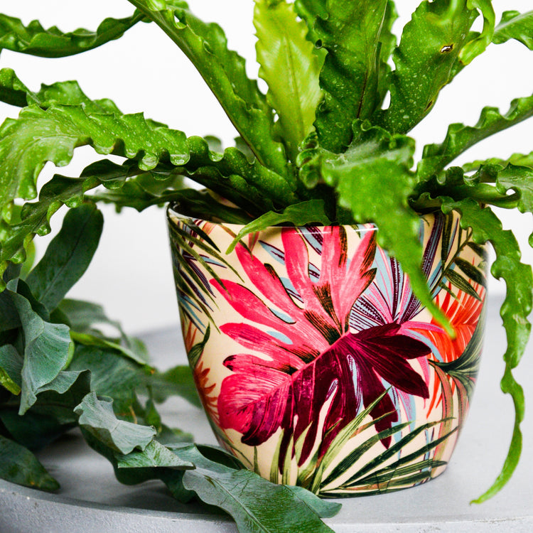 Ivyline Monza Tropical FuchsiaPlanter