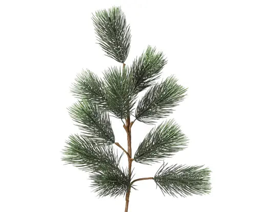 Spray Pinus On Stem