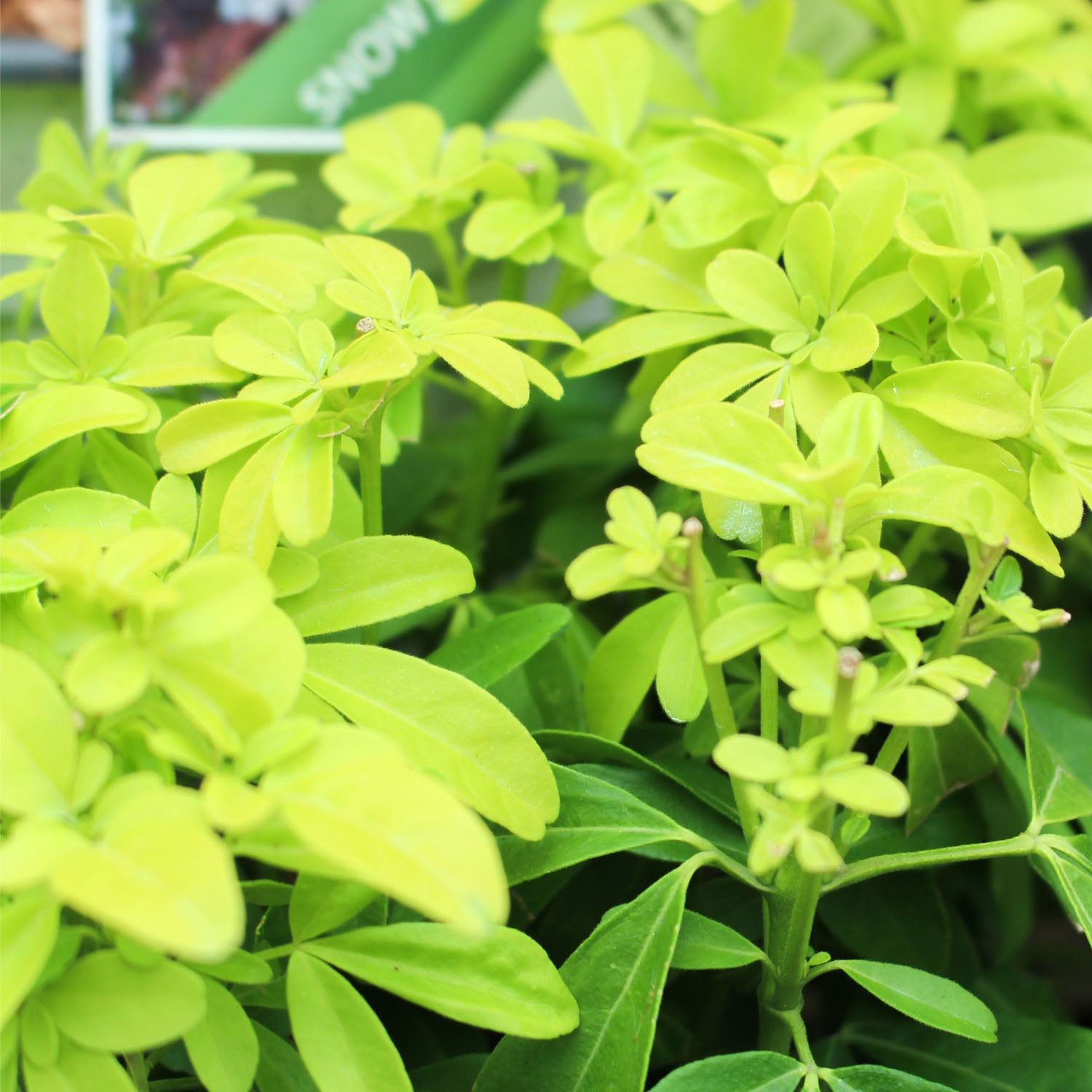 Choisya Ternata Brica 2L