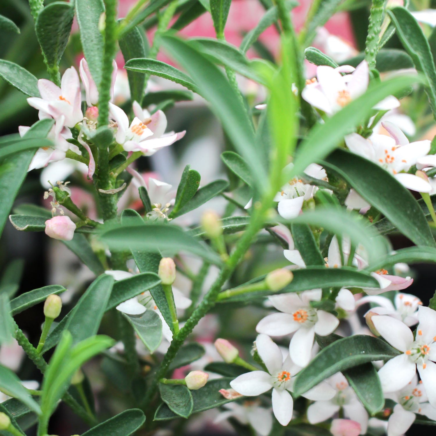 Eriostemon m. Flower Girl Pink 1.5L