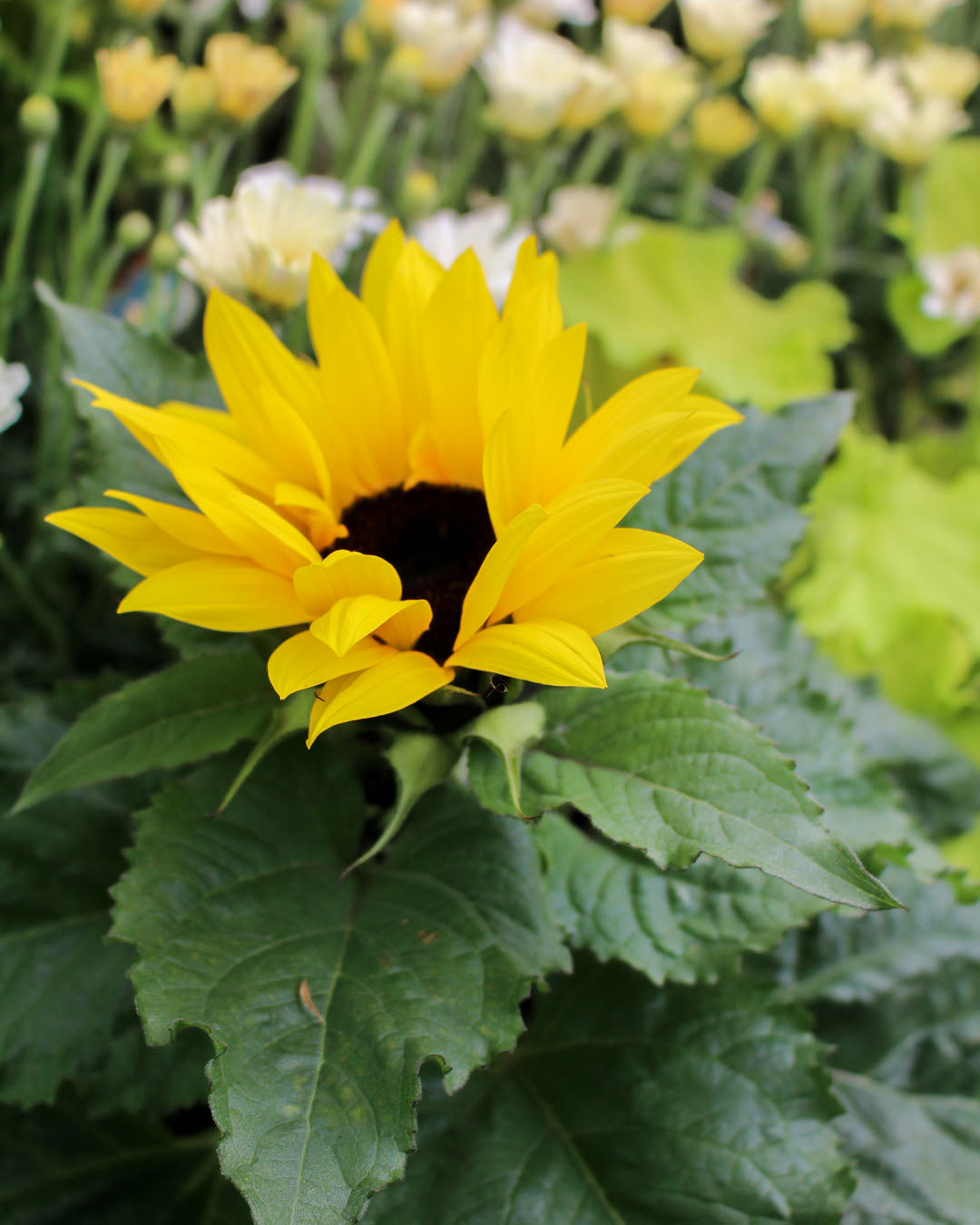 Helianthus Ann 'Sunflower Sunsation' 13cm