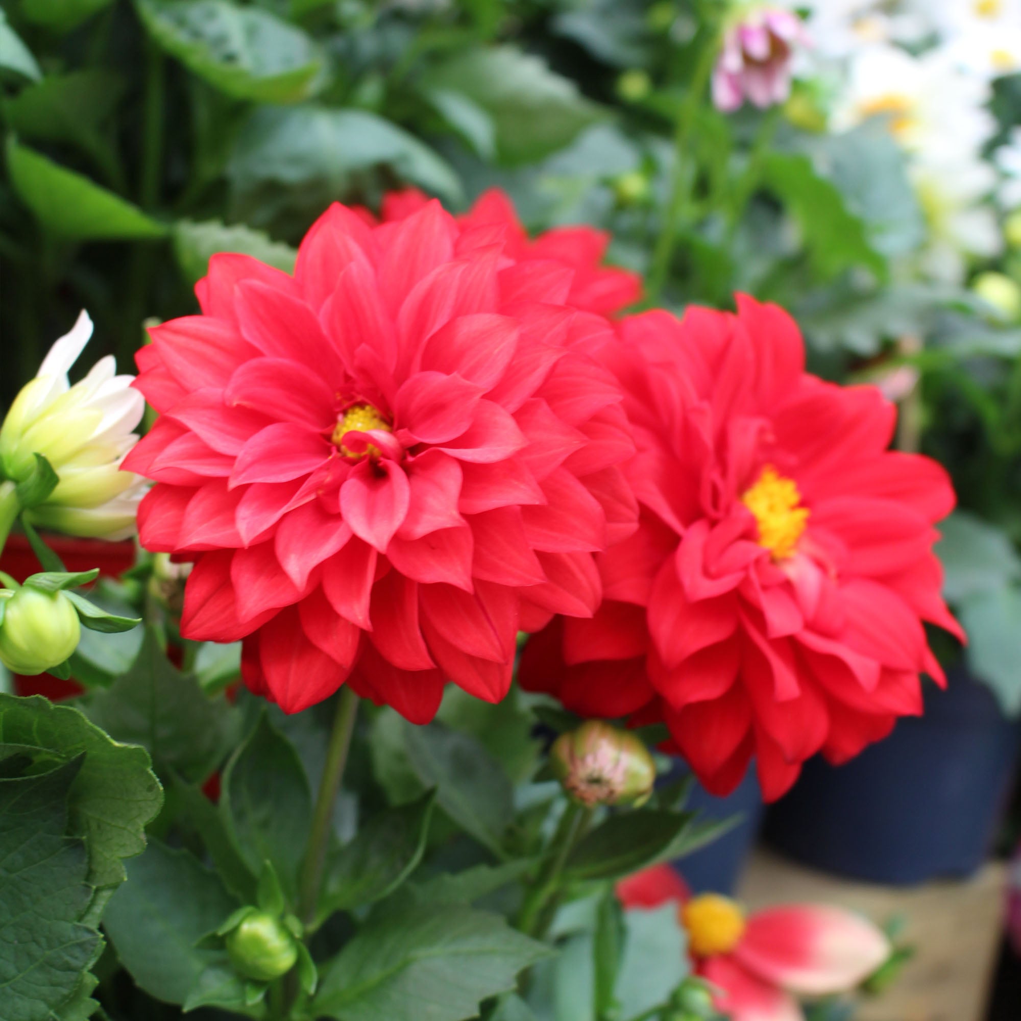 Dahlia Hypnotica 17cm