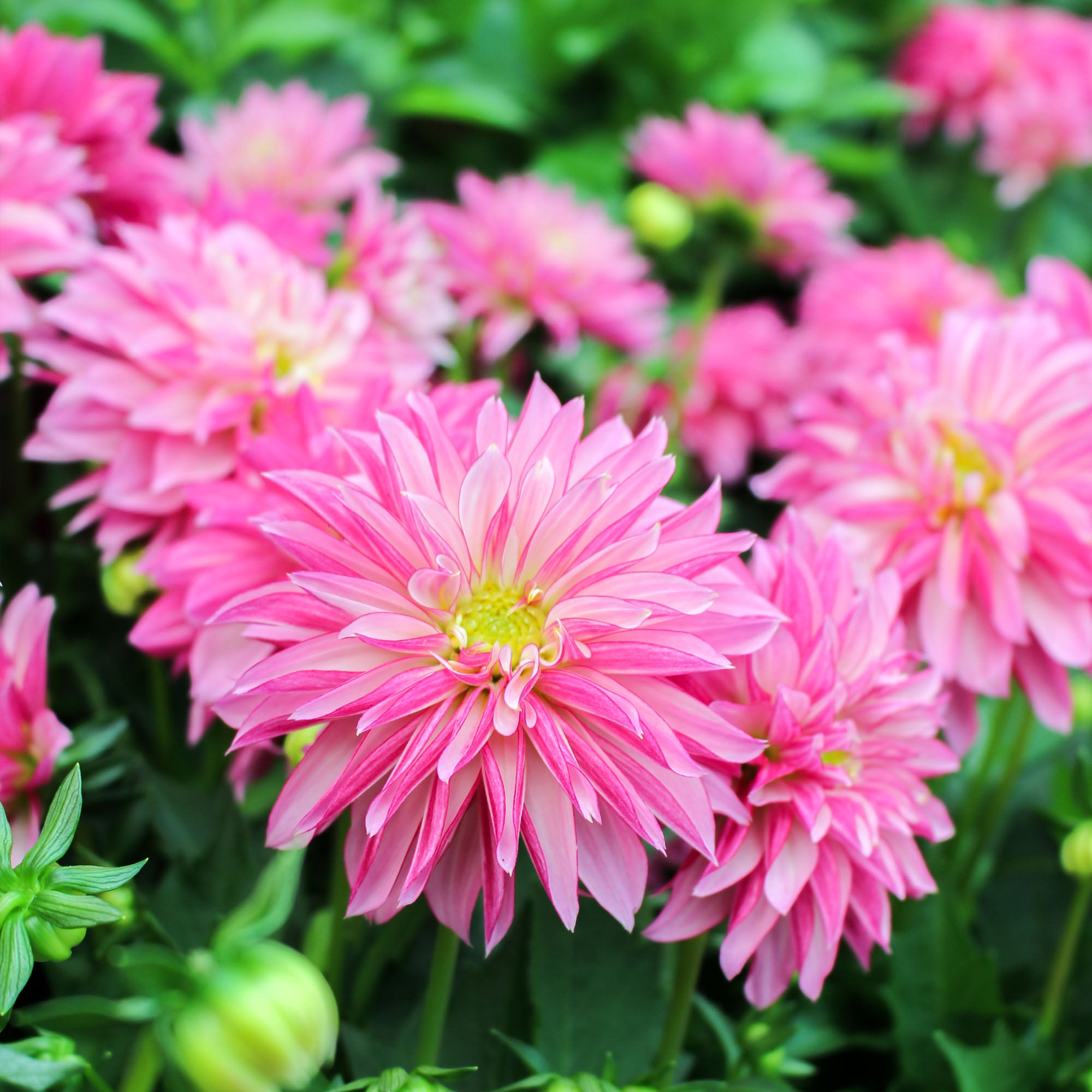 Dahlia Hypnotica 17cm