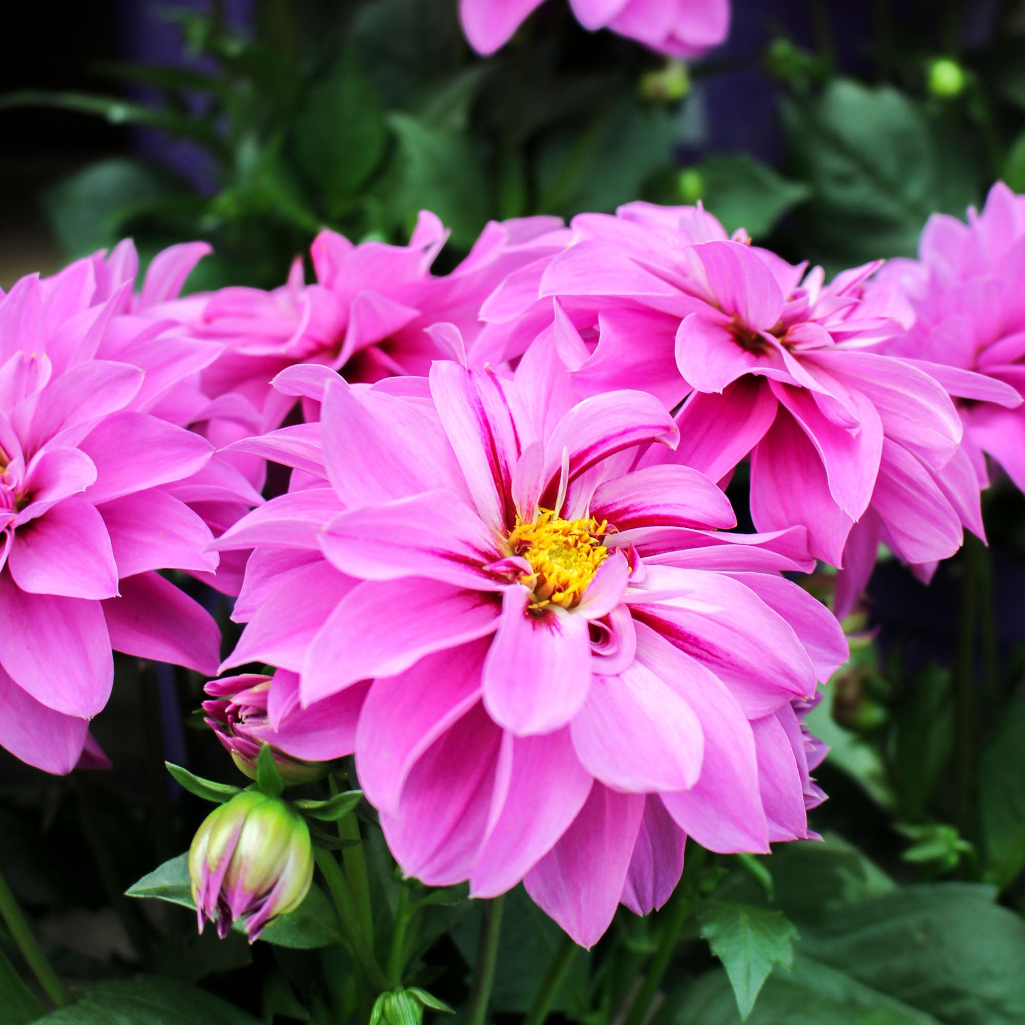 Dahlia Hypnotica 17cm