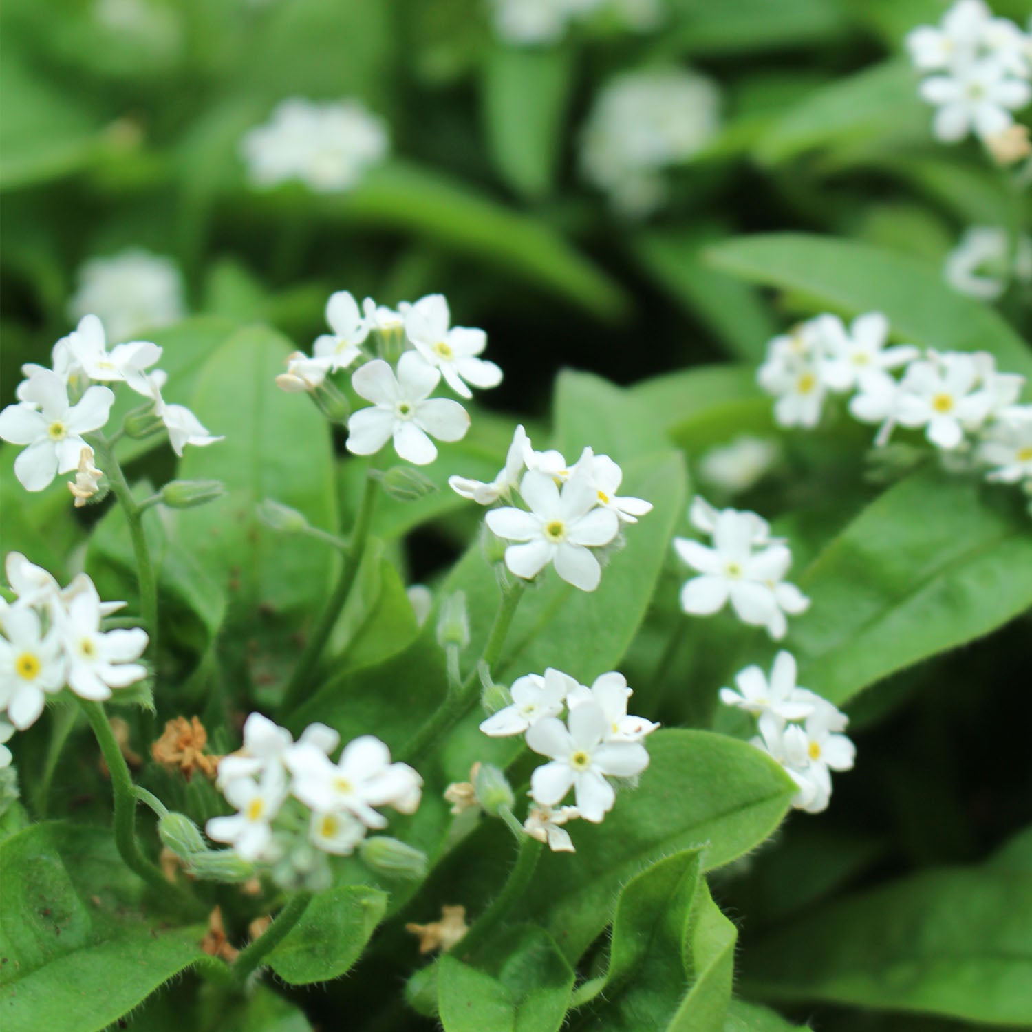 Myosotis Sylv Mon Amie 10.5cm