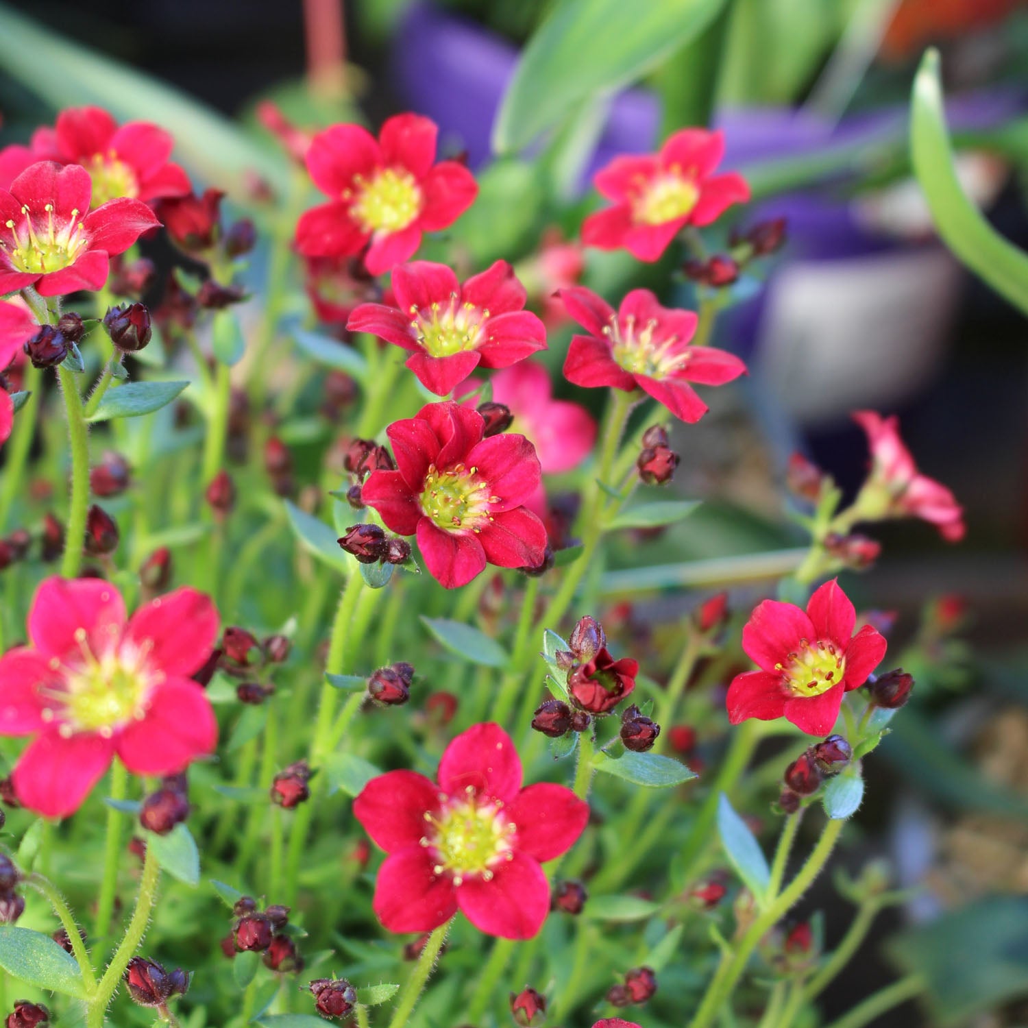 Saxifraga ar Peter Pan 13cm