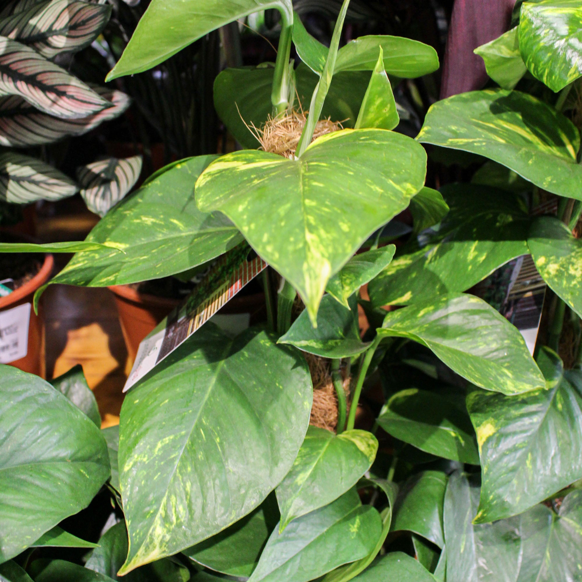 Epipremnum Pinnatum Aureum 'Devils Ivy/Pothos' on Moss Pole 15cm