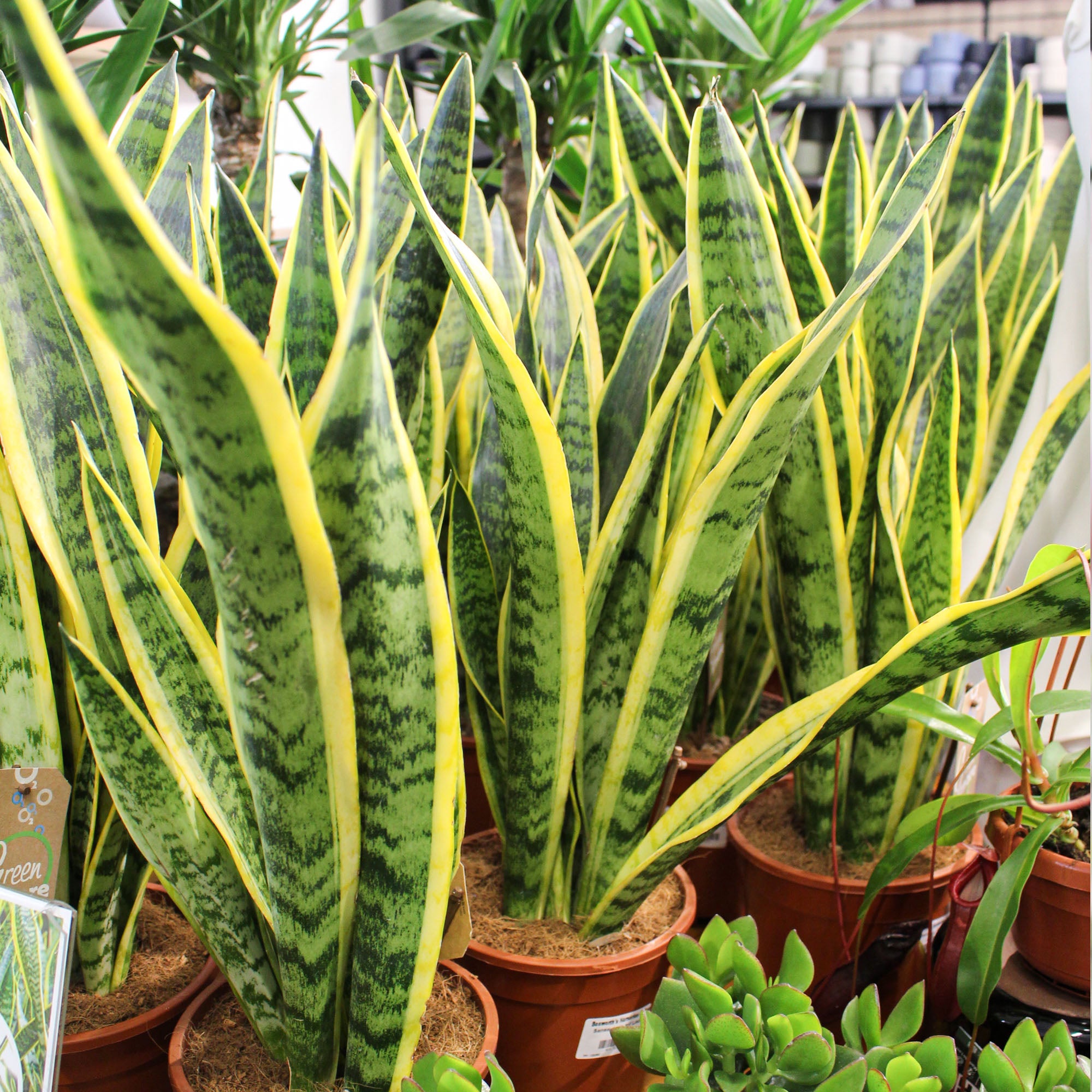 sansevieria trifasciata uk Sansevieria Trifasciata Laurentii 'Snake Plant' 17cm
