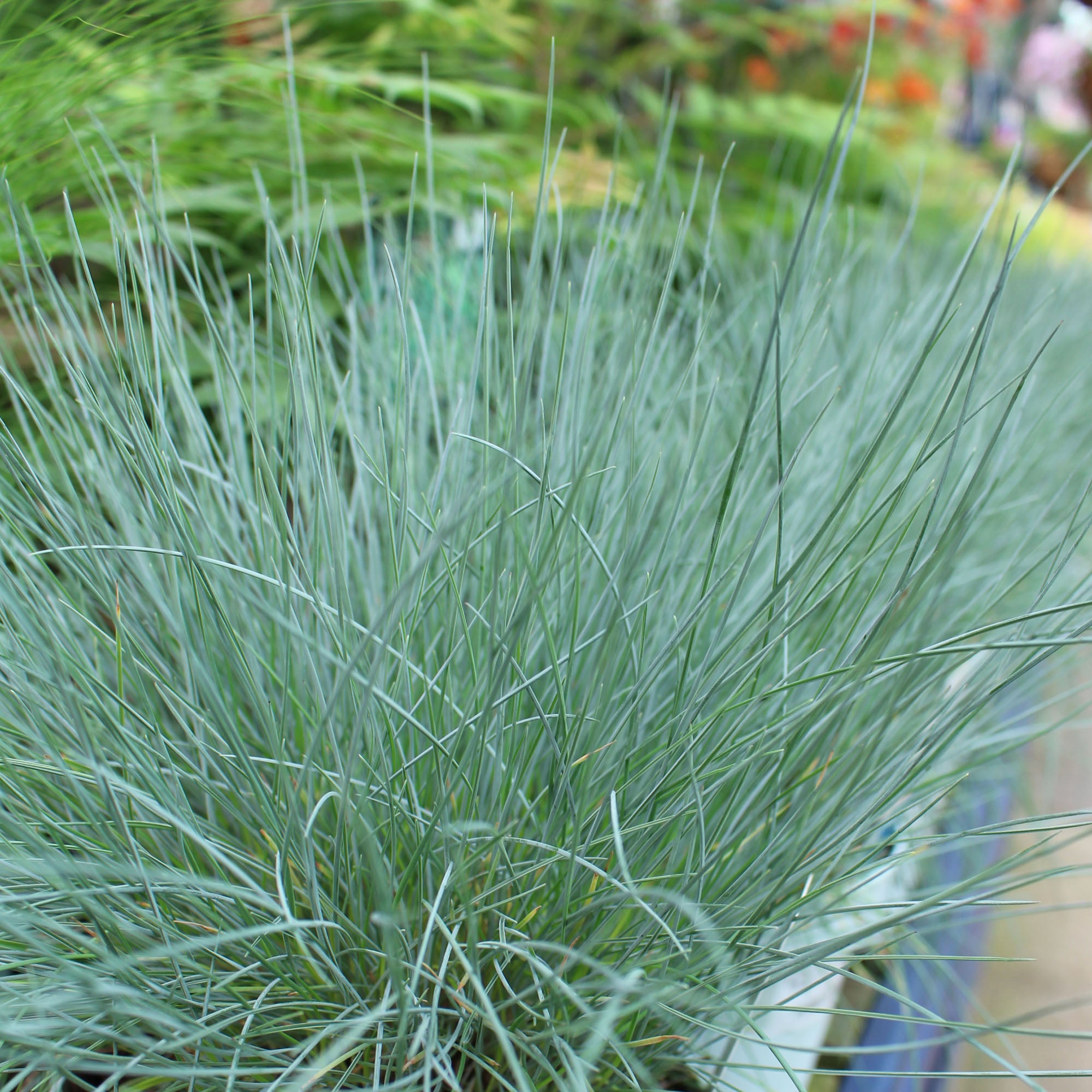Festuca Intense Blue 17cm