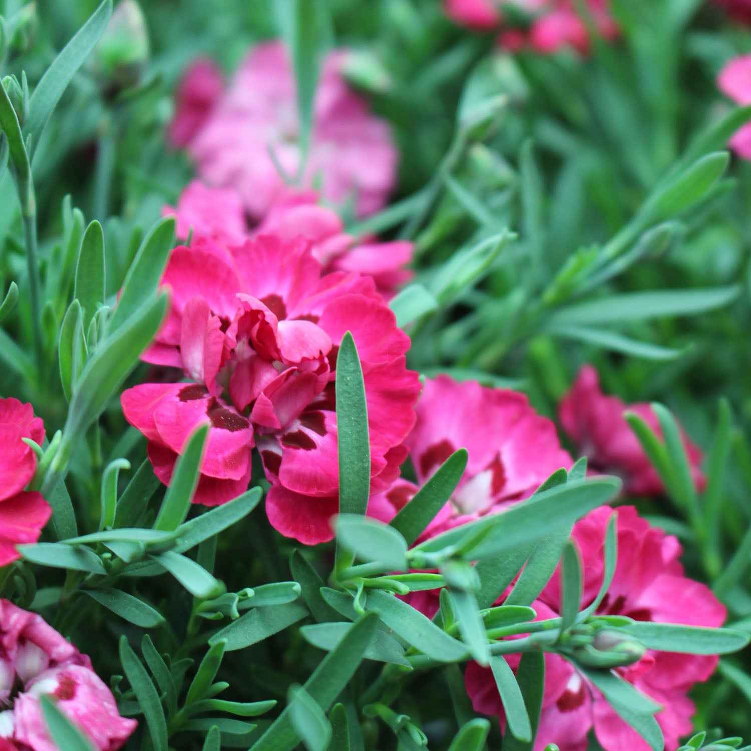 Dianthus Early Love 10.5cm