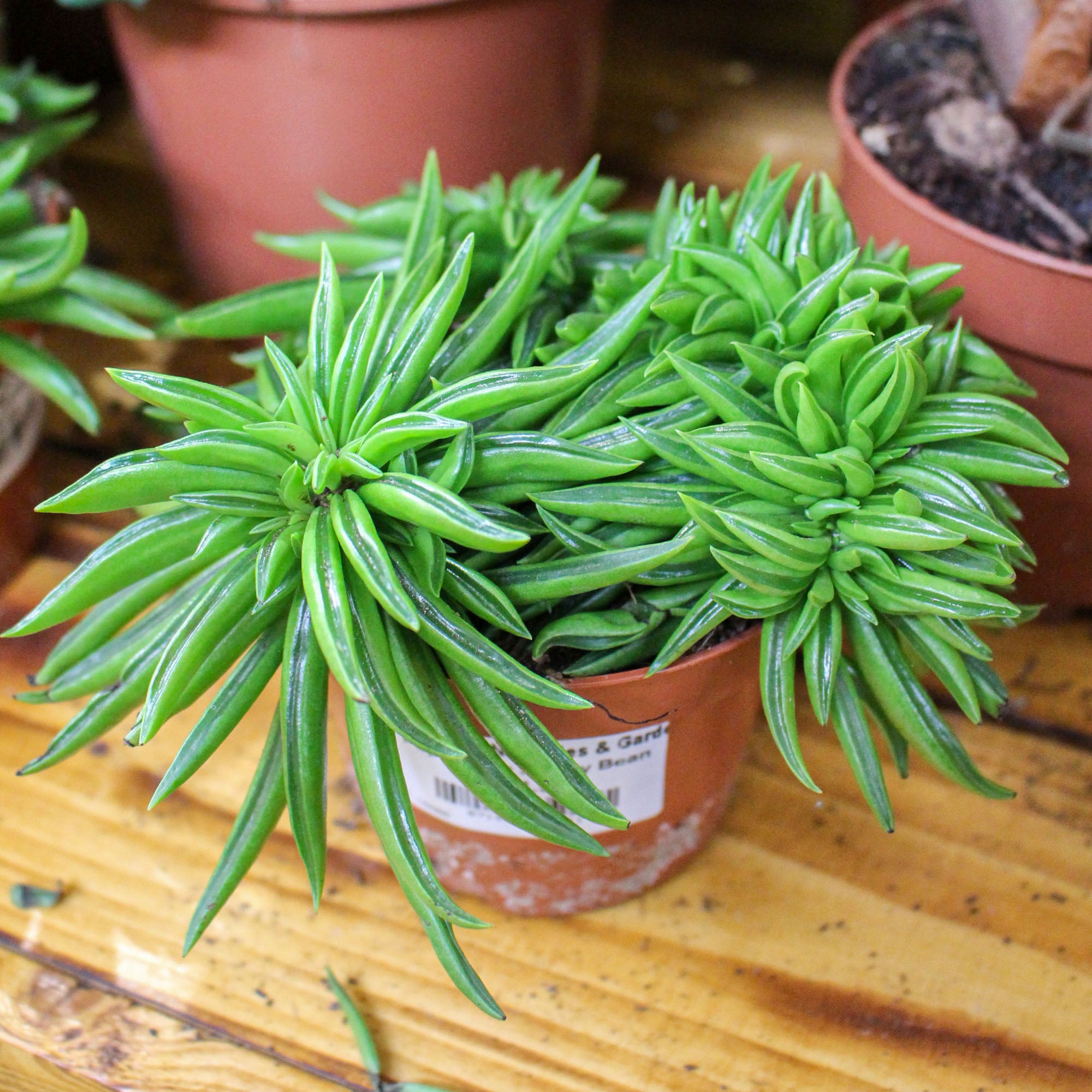 Peperomia Ferreyrae 'Happy Bean' 10.5cm
