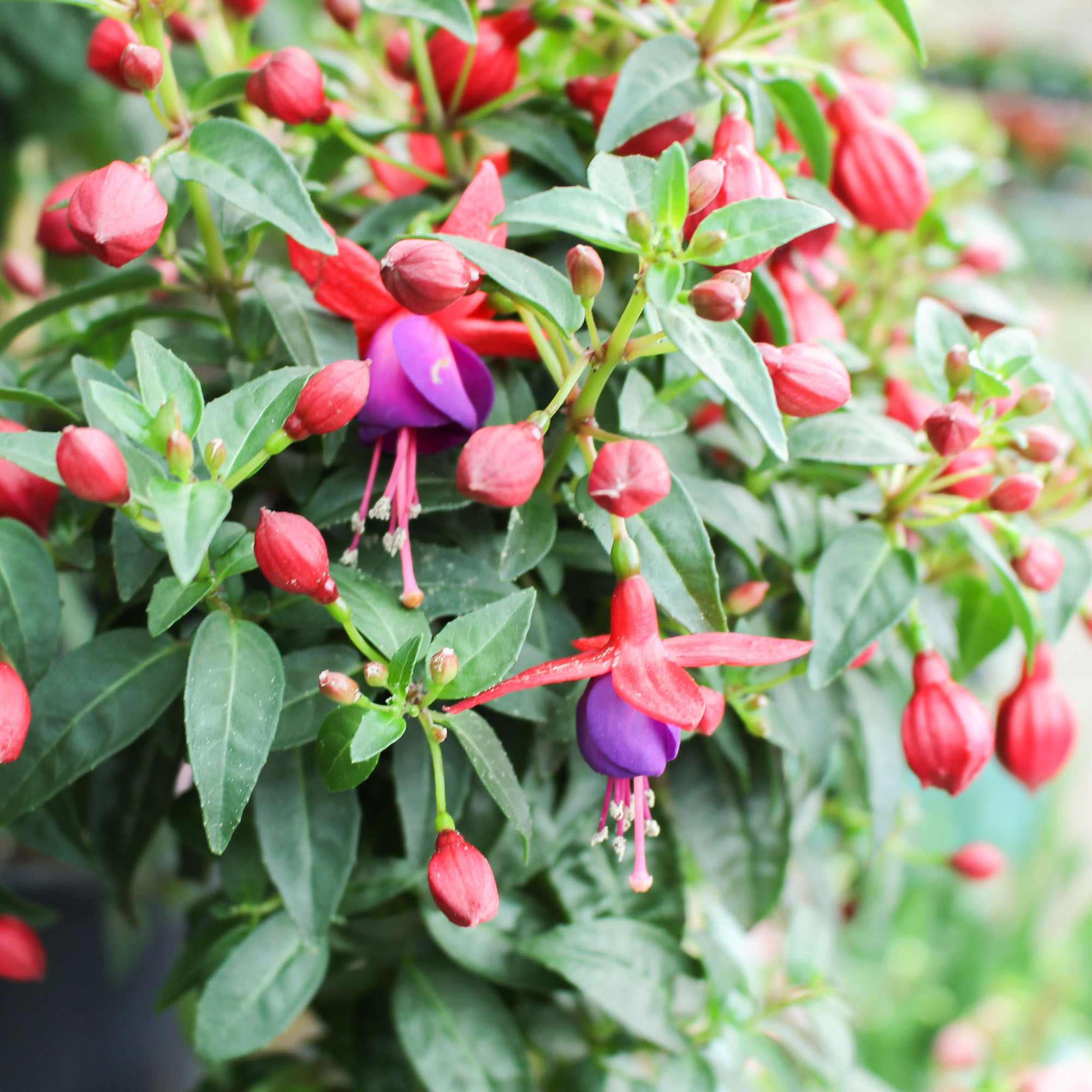 Fuchsia Bella Standard 14cm