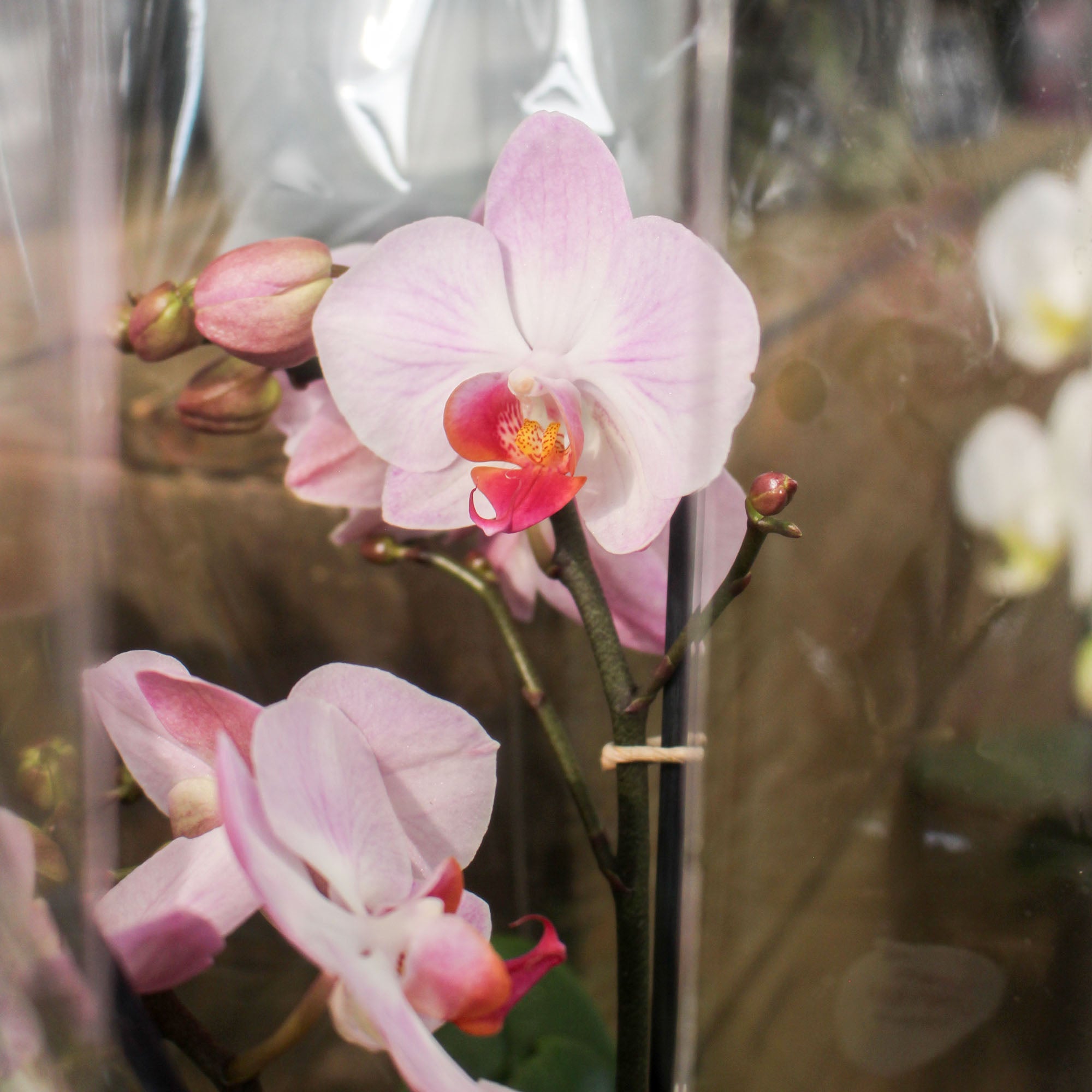 Phalaenopsis 'Moth Orchid' Angela Eyes 12cm