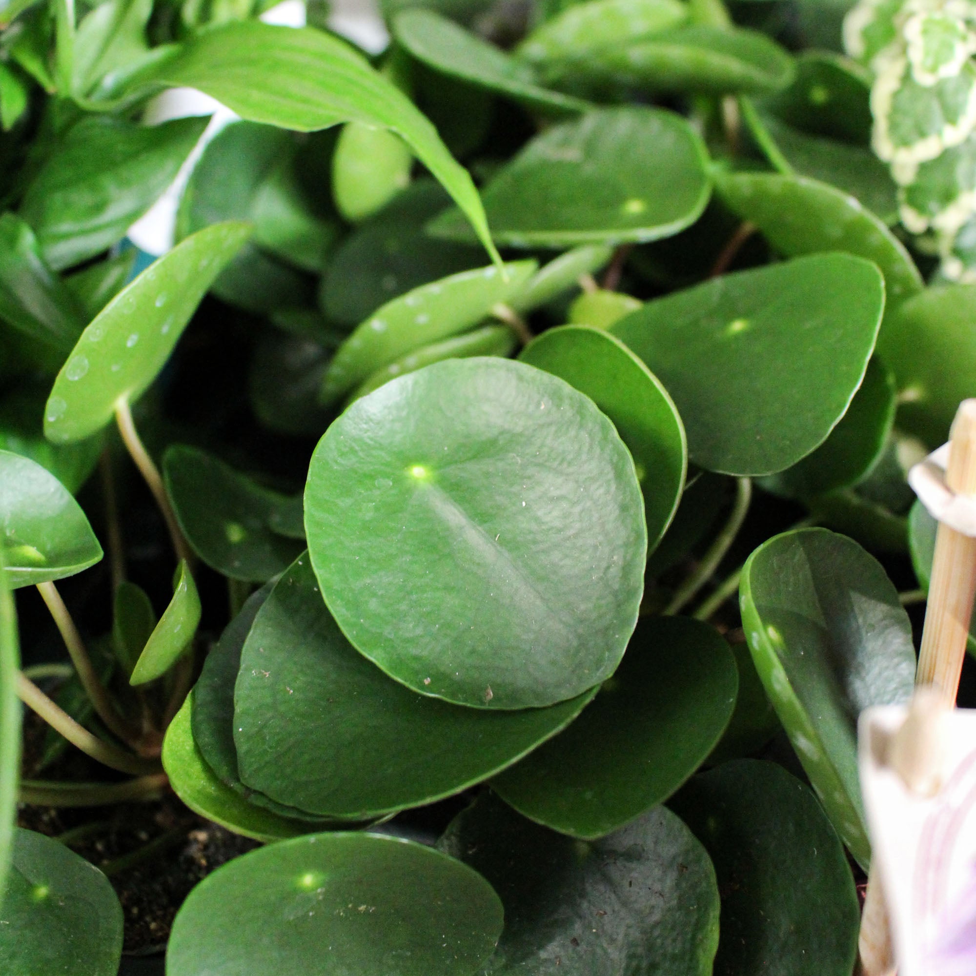 Pilea Peperomoides 'Chinese Money Plant' 6cm