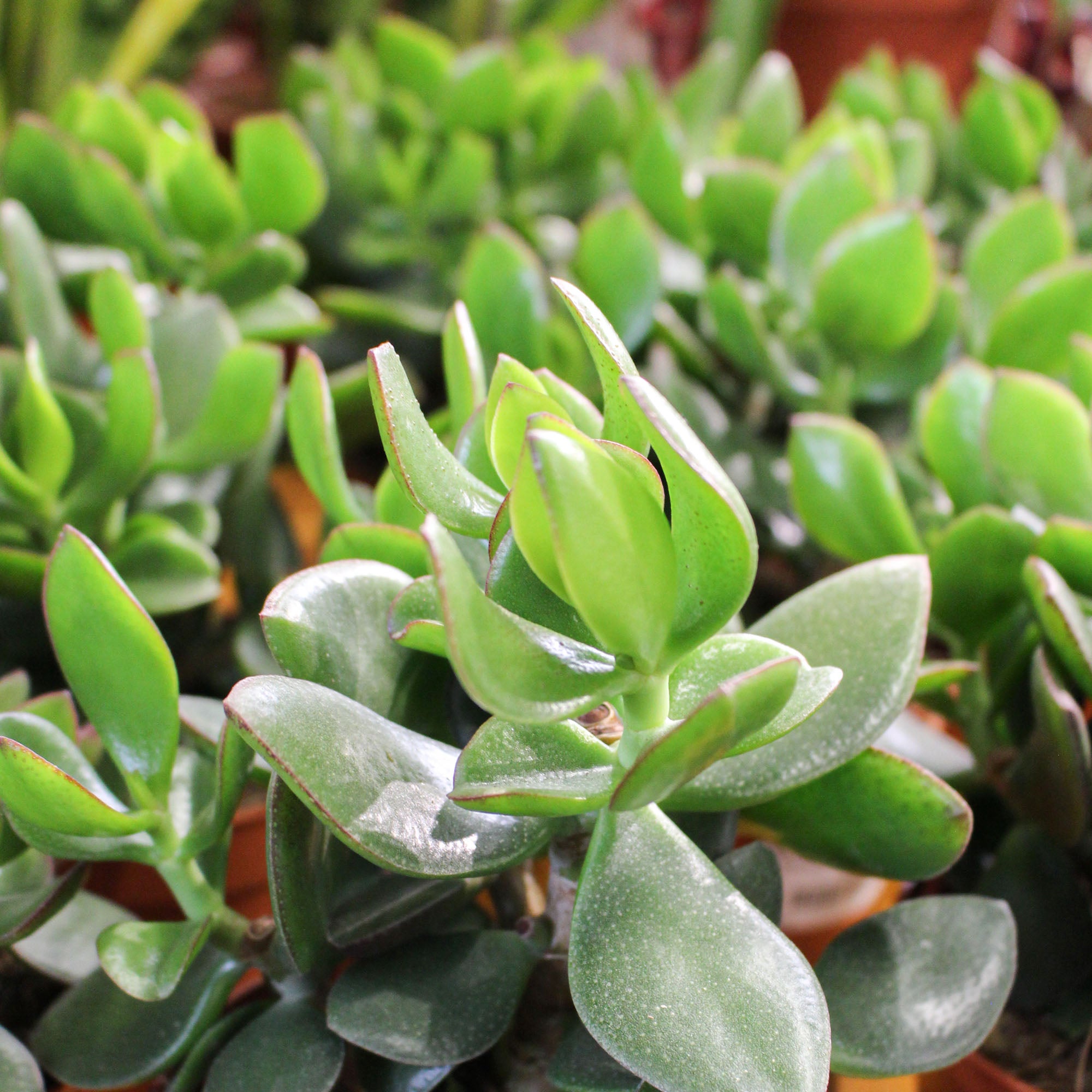 Crassula Hulk Supure 'Jade Plant' 12cm