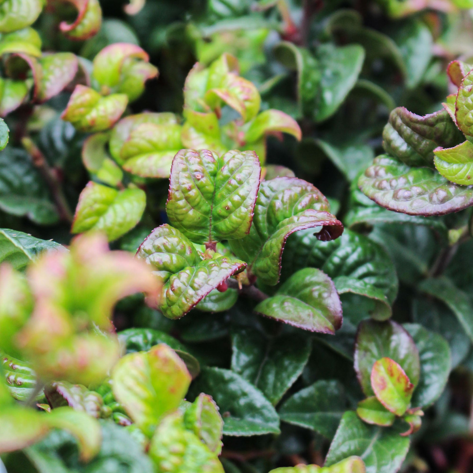 Leucothoë Axillaris Curly Red 17cm
