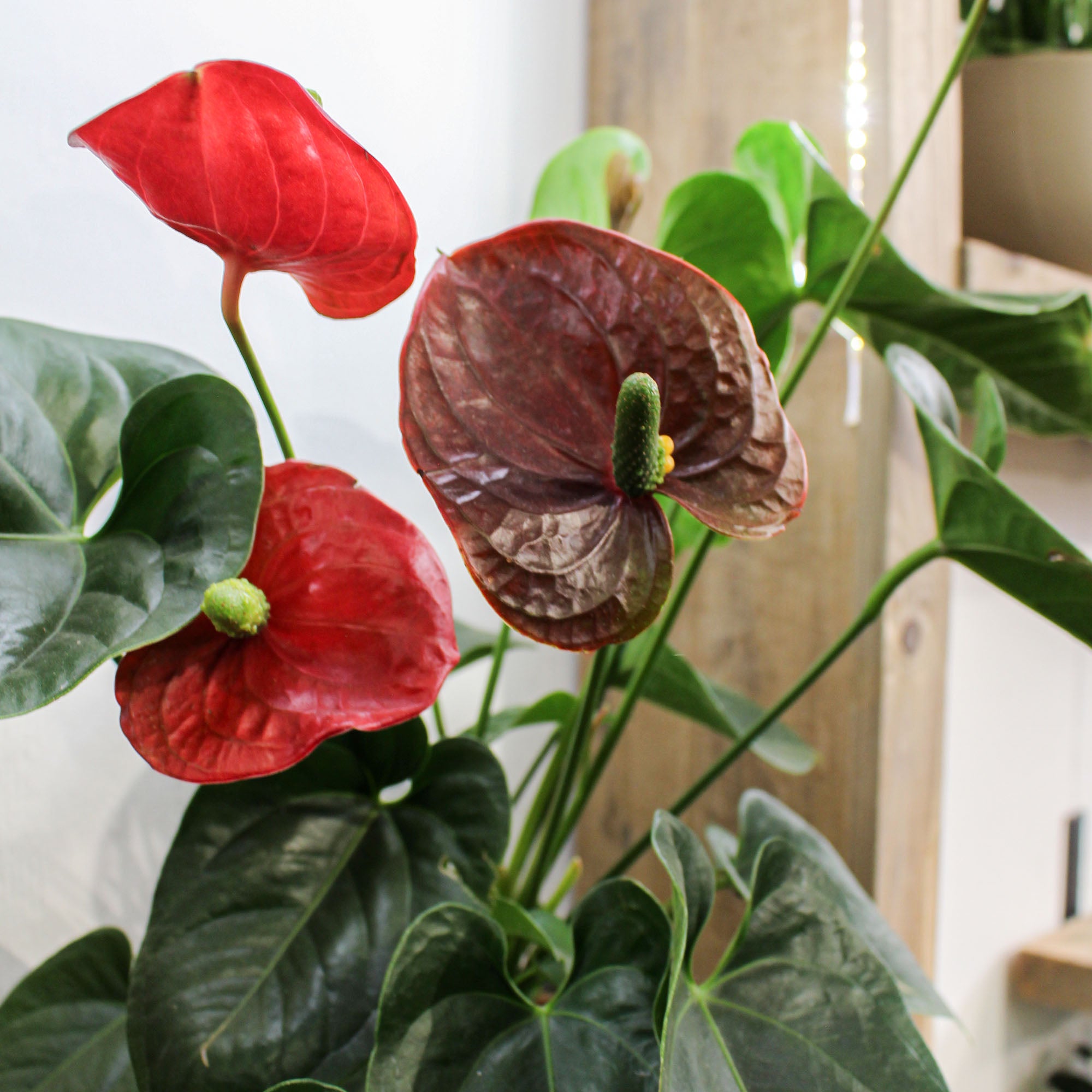 anthurium plant uk Anthurium Andraeanum 'Flamingo Flower' 17cm