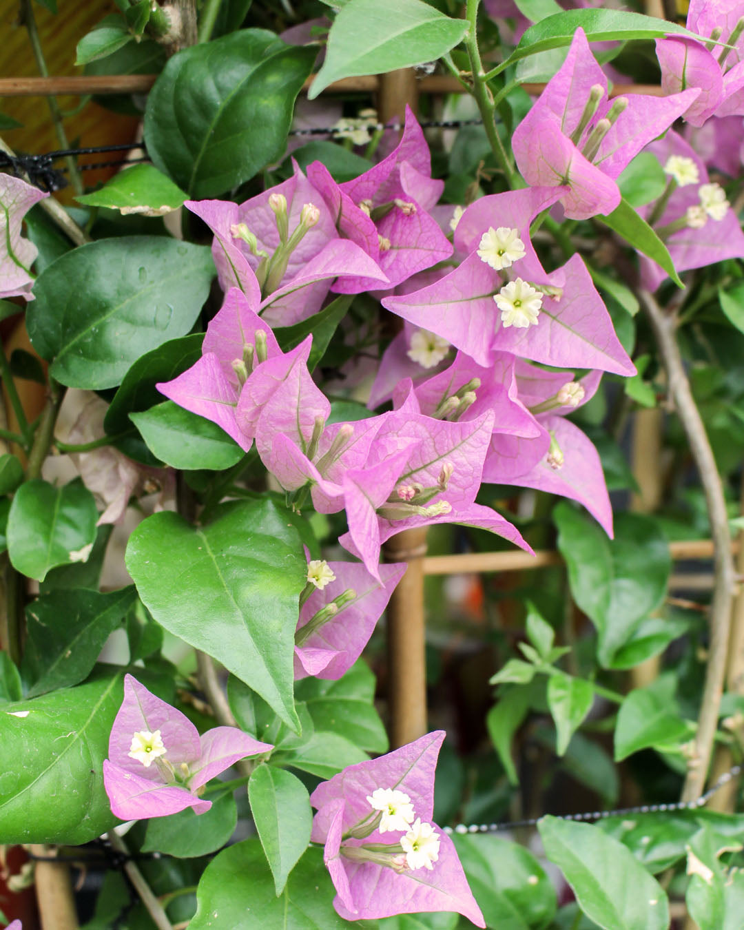 Bougainvillea 'Alexandra' on Trellis 19cm