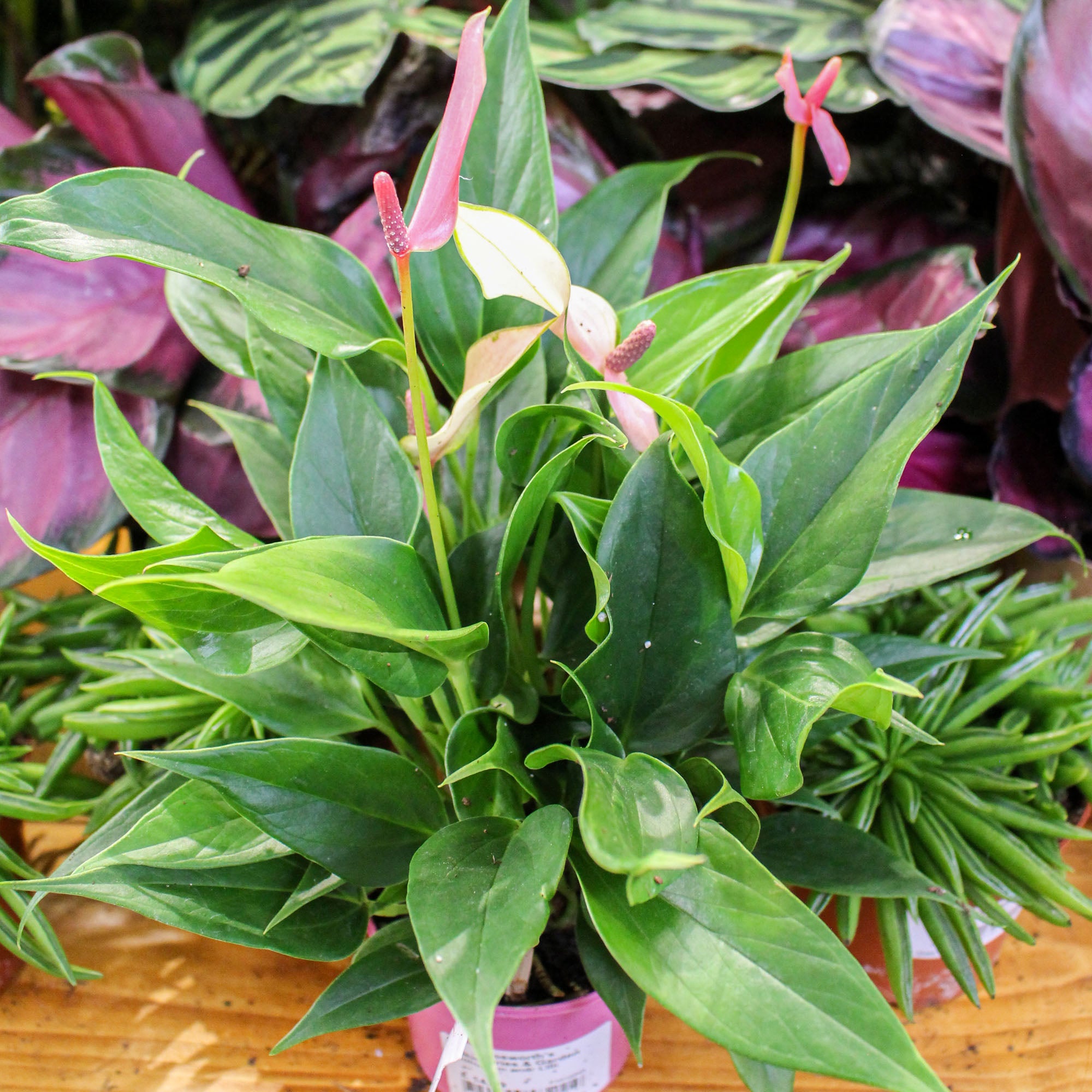 Anthurium Andraeanum 'Lilli' 9cm