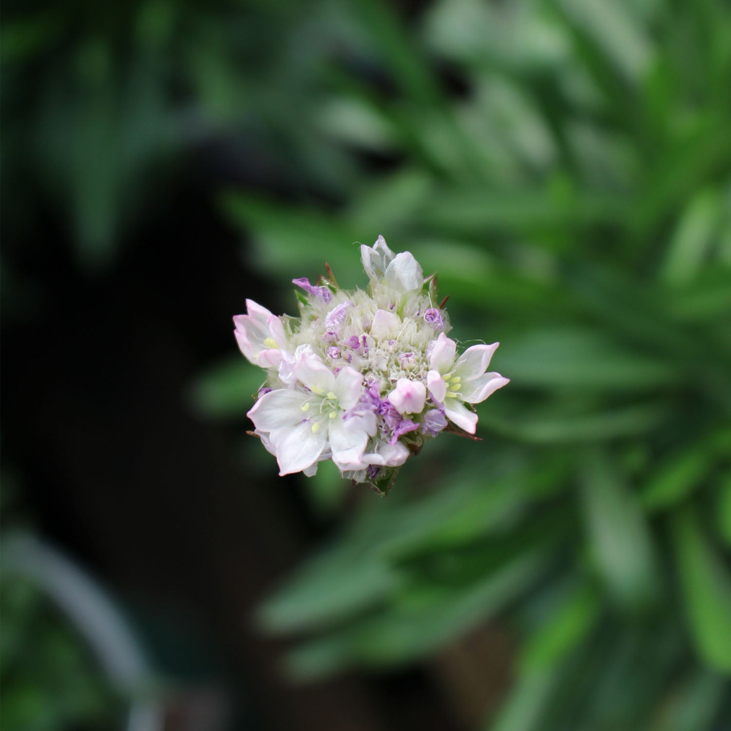 Armeria Dreameria Day Dream 12cm