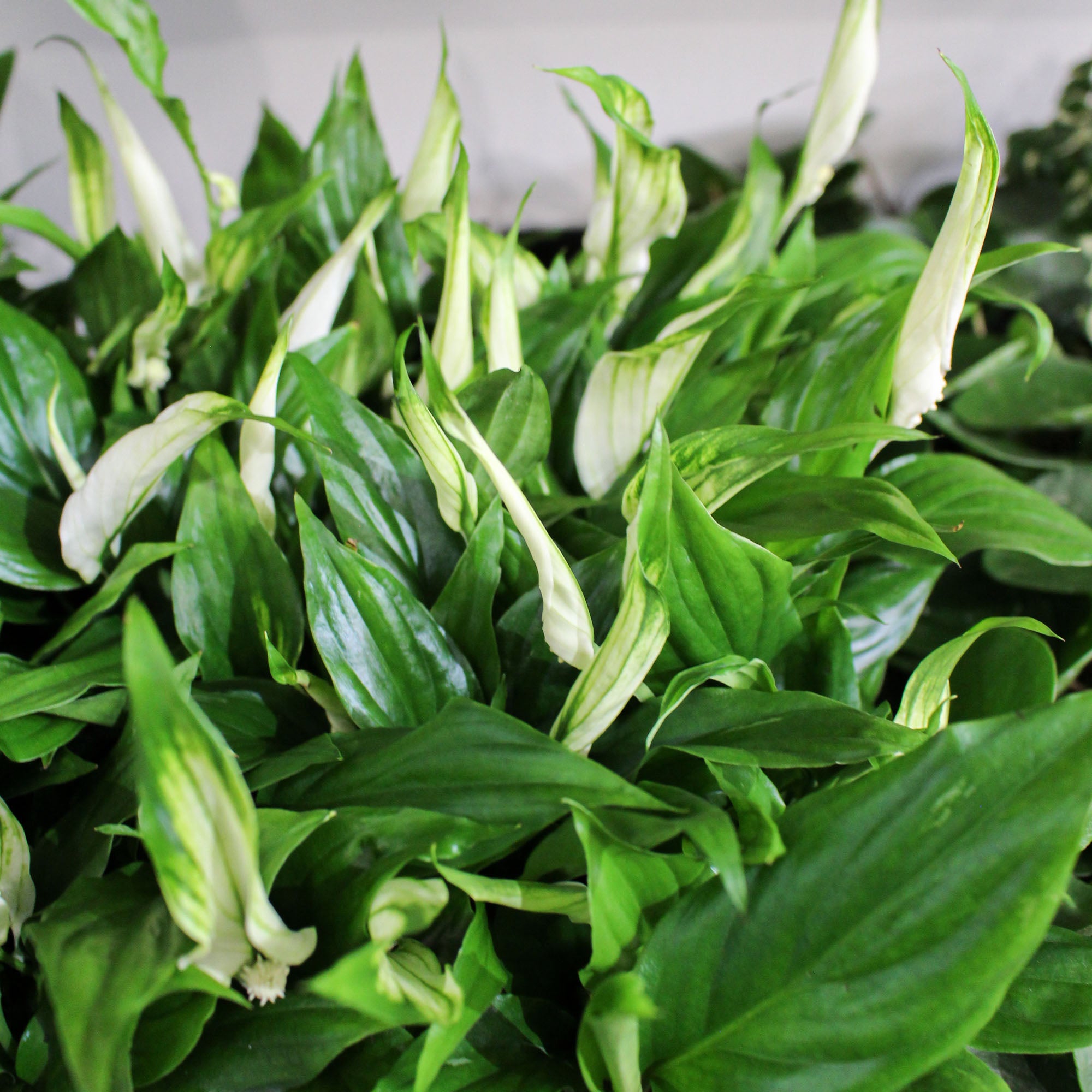 spathiphyllum chopin peace lily Spathiphyllum 'Peace Lily' Chopin 6.5cm