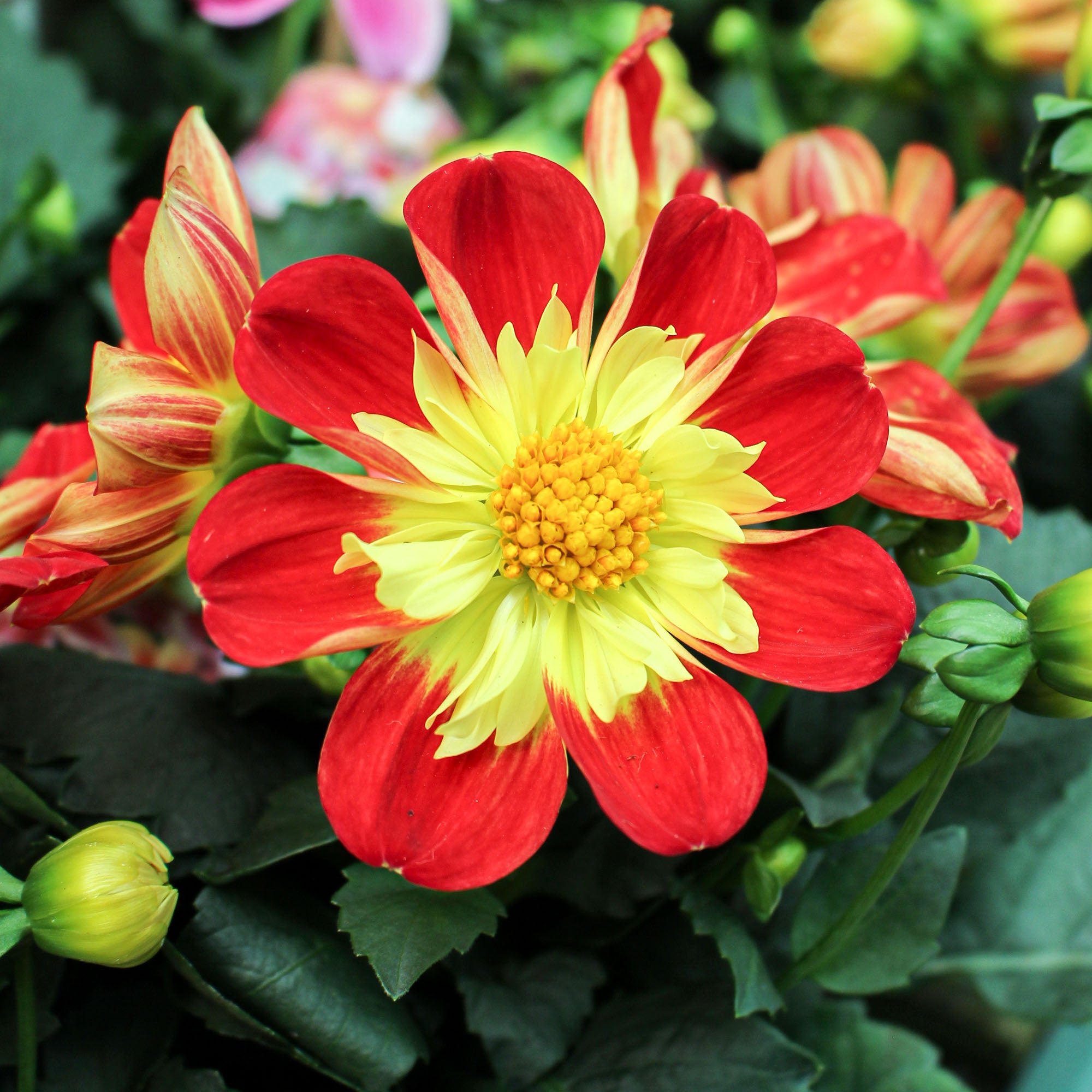 Dahlia ‘Summer Bees’ 12cm