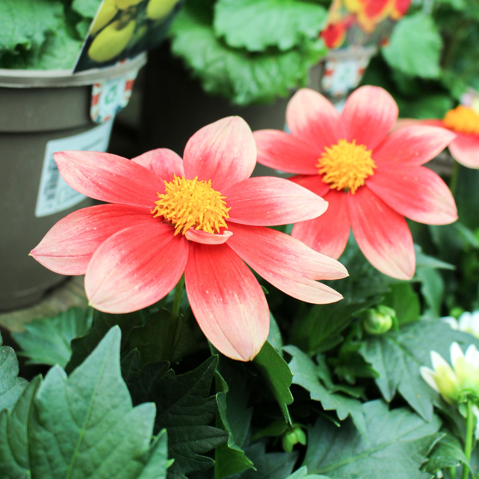 Dahlia ‘Summer Bees’ 12cm