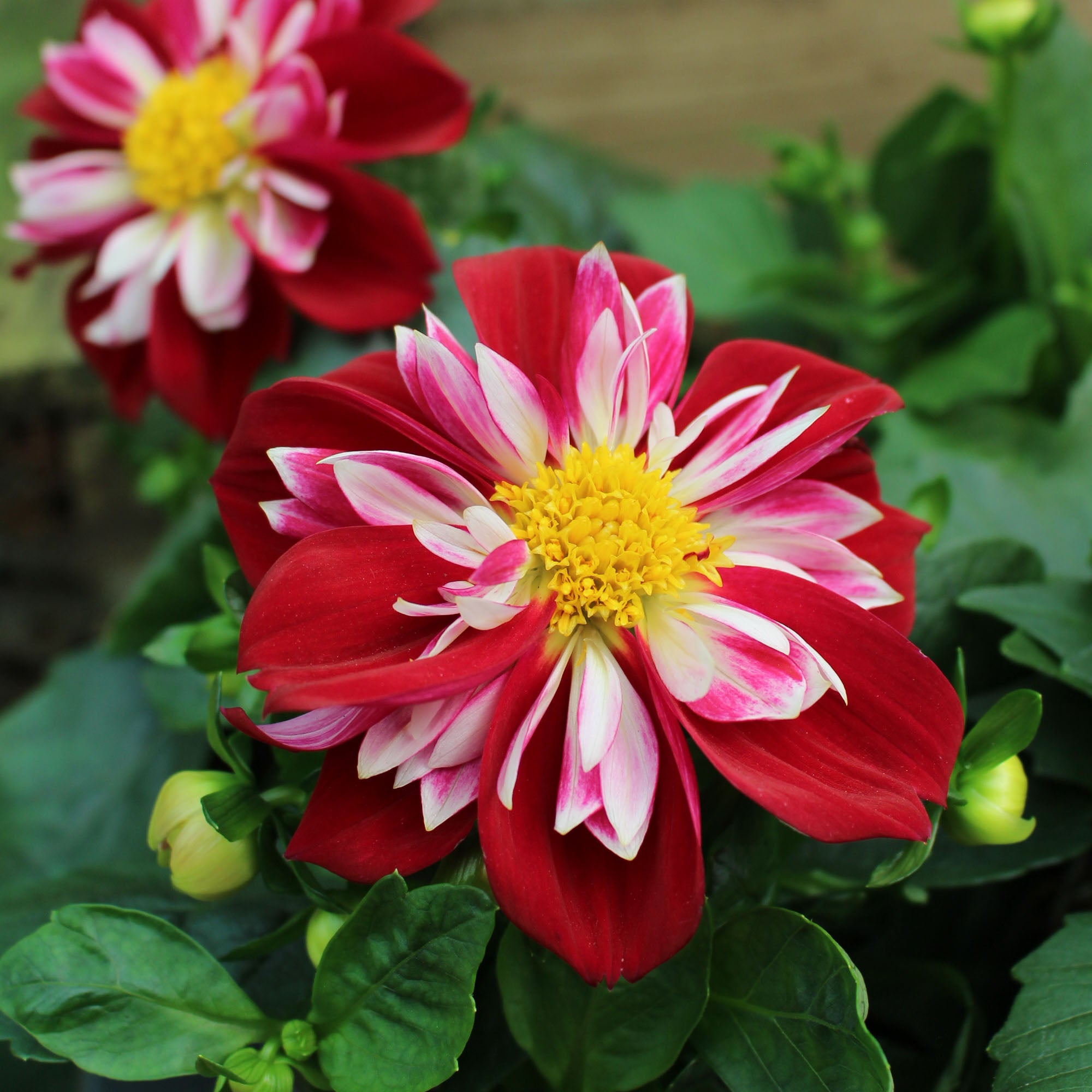 Dahlia ‘Labella Medio’ 12cm